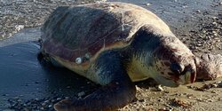 В деревне у Ларнаки выбросило на берег мертвую черепаху 