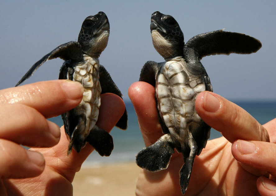 На Кипре ведется активная работа по защите черепах