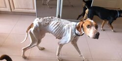 Хорошие новости: спасенные с Кипра отощавшие собаки чувствуют себя в Британии замечательно