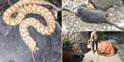 По интернету распространились фотографии, на которых змея ест крысу на Кипре