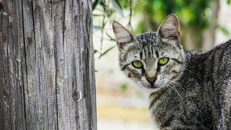 На стерилизацию кипрских кошек выделено 75000 евро