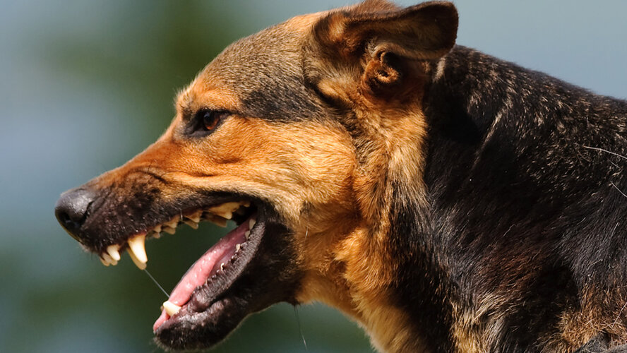 На Кипре нет опасных пород собак, но есть опасные владельцы