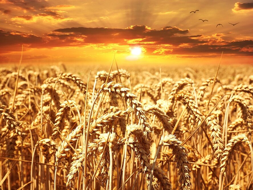Аграрный кризис на Кипре: местная зерновая комиссия обречена