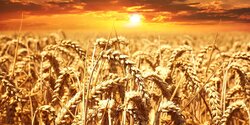Аграрный кризис на Кипре: местная зерновая комиссия обречена