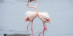 На Соленое озеро Ларнаки прилетели первые фламинго