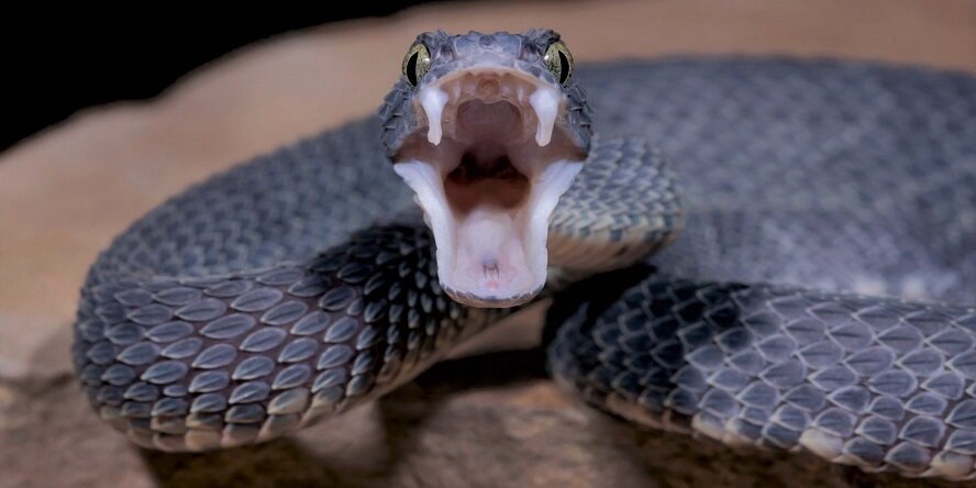 Осторожно, змеи! Засуха сделала кипрских змей агрессивными