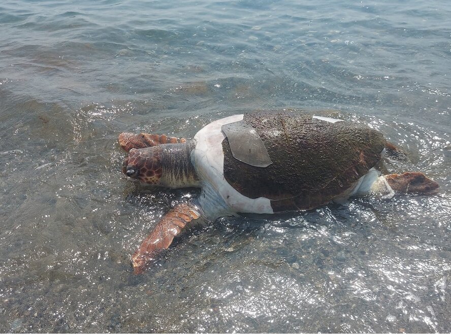 В Лимассоле к берегу прибило труп гигантской морской черепахи