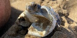 На Кипре обнаружили редкий гибрид морских черепах