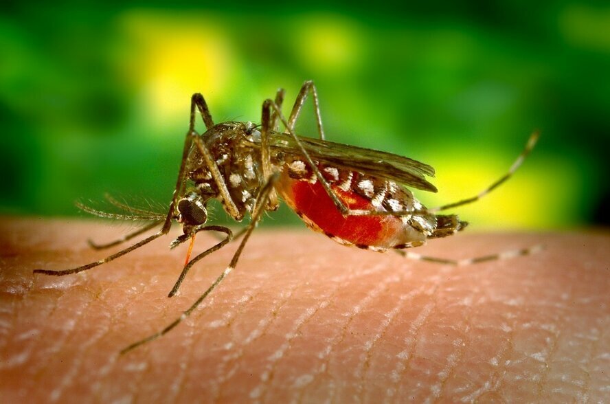 Ларнака продолжает борьбу с комарами