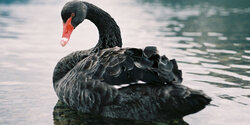 На озеро Алики в Ларнаке прилетел черный лебедь