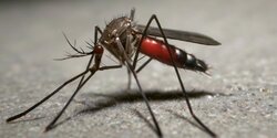 В Ларнаке продолжается борьба с комарами
