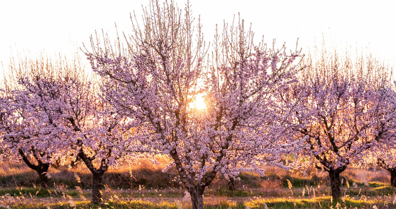 Фестиваль миндального дерева в Лимнатисе