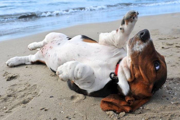 пляжи для собак на кипре