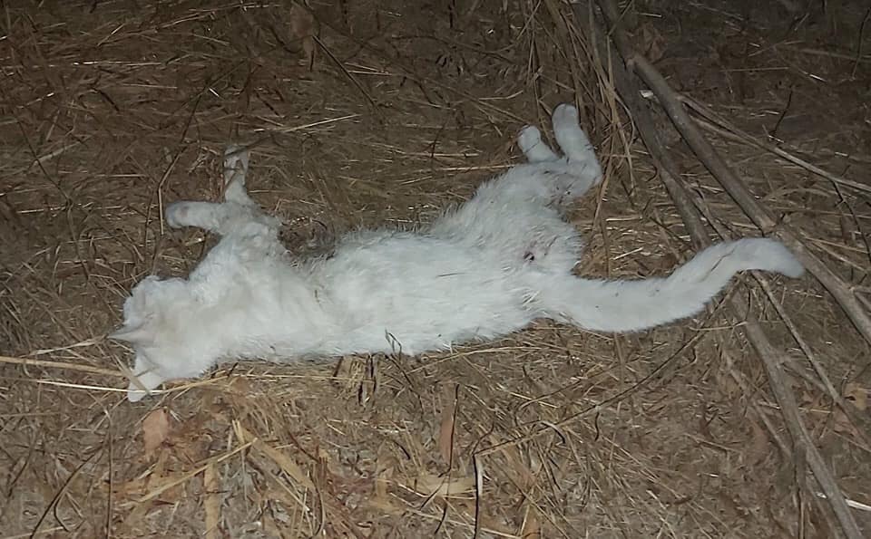 После ночного нападения на кошачий приют в Ларнаке убито 35 котов: фото 2