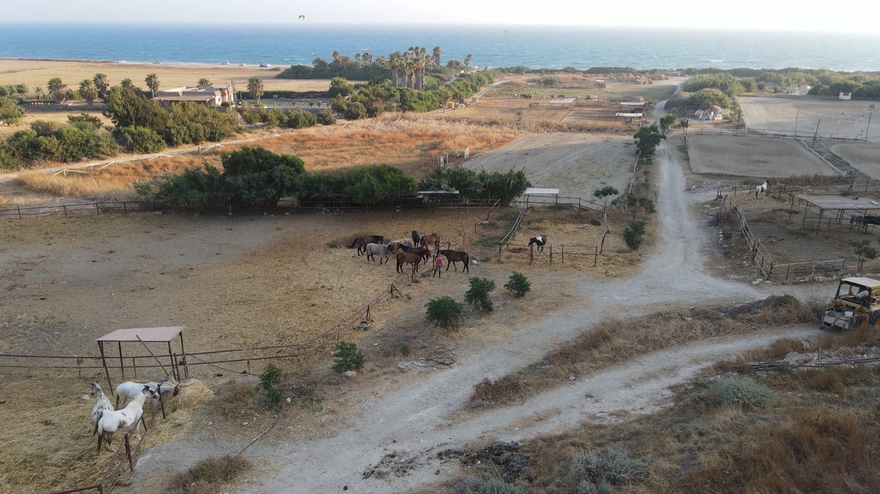 Берем бразды правления: прыжок в мир конного спорта Кипра: фото 5