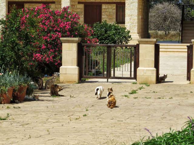 Кошки Кипра - убийцы змей и хранители великих святынь: фото 4