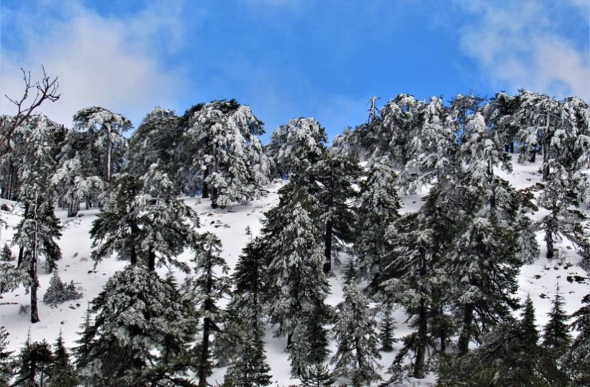 В сеть попали редкие фотографии заснеженных гор Троодоса (зимний блог с ретро-фото): фото 4