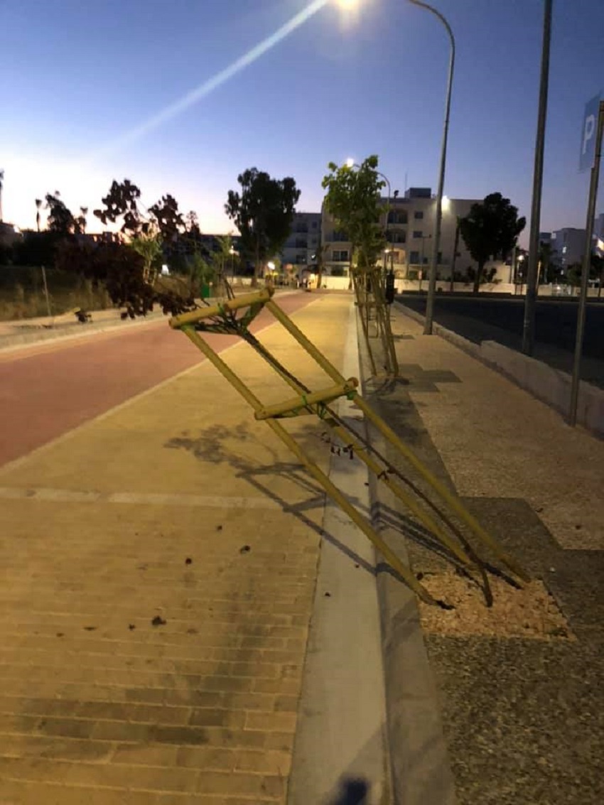 У отдыхающих на Кипре новая забава под названием "Сломай дерево!": фото 3
