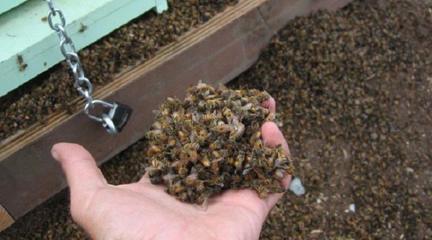 На Кипре дешевыми пестицидами уничтожена популяция пчел: фото 2
