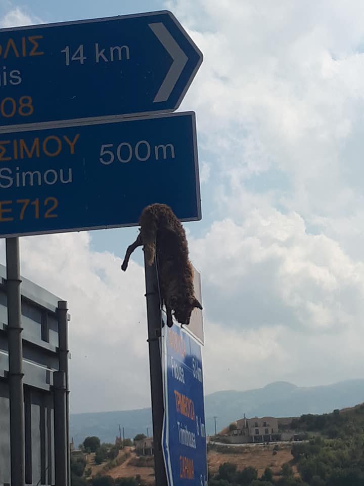 В Пафосе живодеры повесили труп несчастного животного на дорожный знак: фото 2