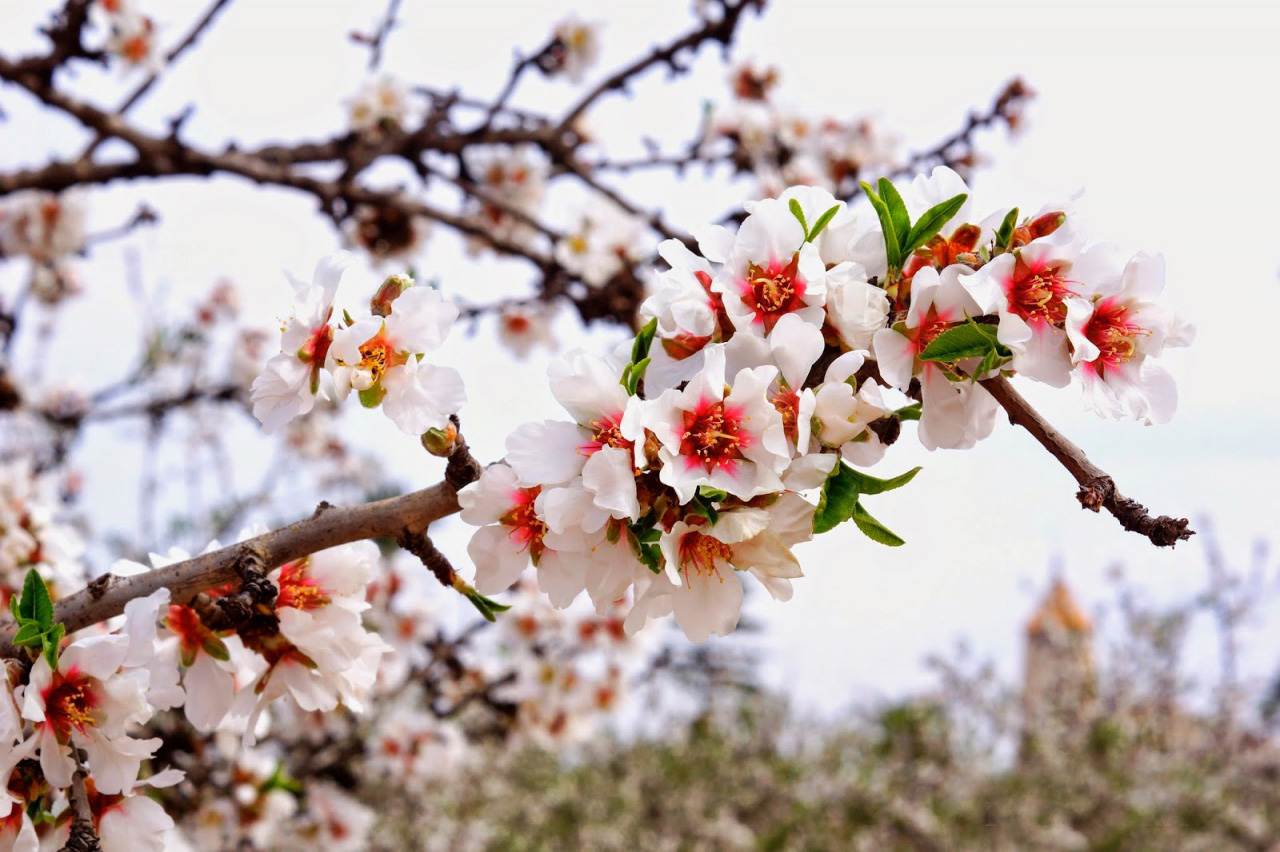 24 февраля на Кипре пройдет Фестиваль цветущего миндаля : фото 3