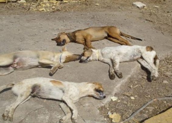 В Пафосе живодеры отравили охотничьих собак: фото 3