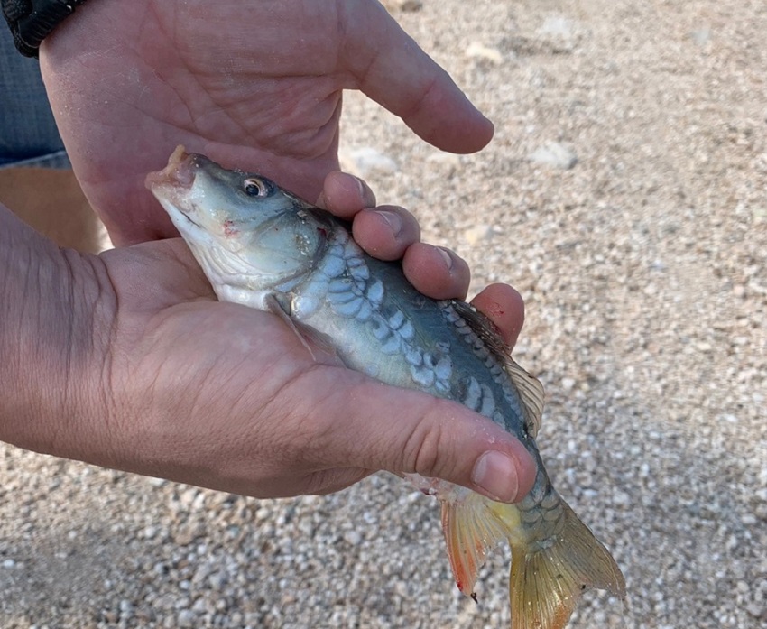 Ультимативный гид по рыбалке в пресных водохранилищах Кипра: фото 7