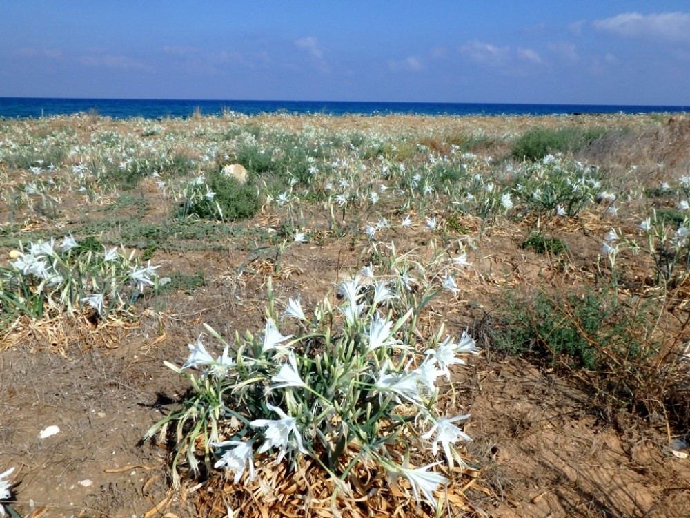 Почему Северный Кипр круче Южного (интересный блог о ТРСК): фото 3