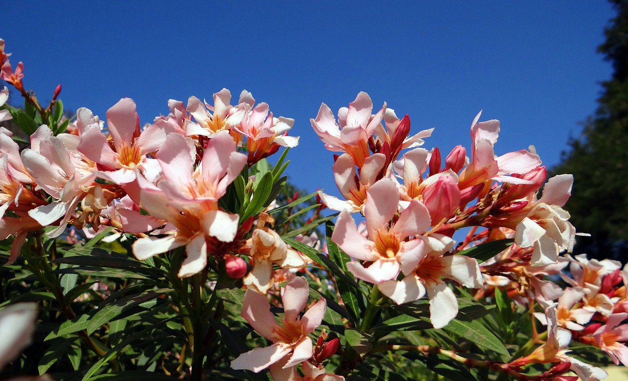 Олеандр - ядовитый цветок Кипра: фото 4