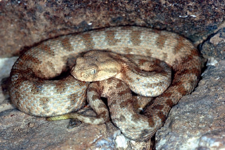 ​Ядовитые змеи на Кипре. Как их отличить?: фото 4