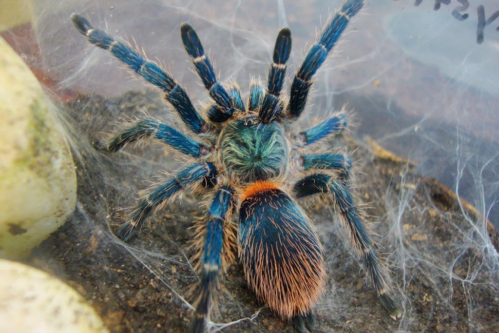 Ядовитые пауки на Кипре: фото 5