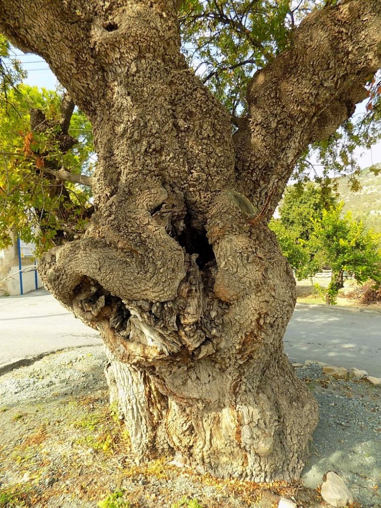 Тайны старейших деревьев Кипра: фото 7