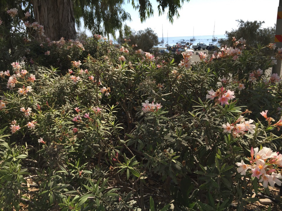 Олеандр - ядовитый цветок Кипра: фото 3