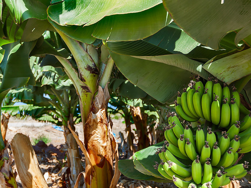 Пафос - местный рай пальчиковых бананов!: фото 3