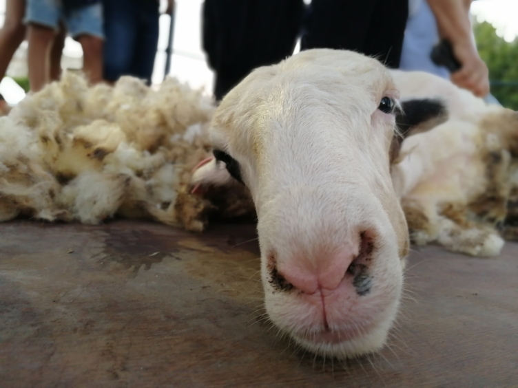 Фестиваль Пастухов в Пахне. Блог рассказ: фото 42