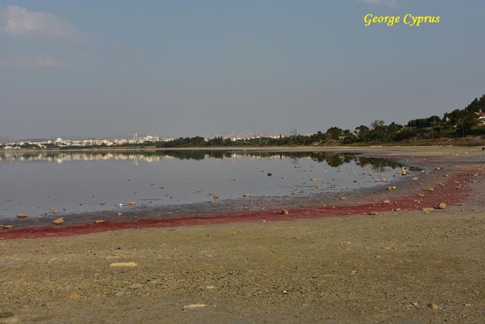 Почему ларнакское соленое озеро окрасилось в кроваво-красный цвет?: фото 2
