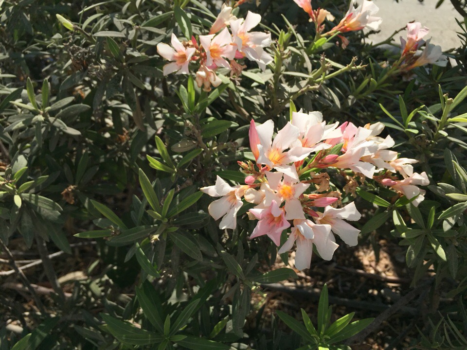 Олеандр - ядовитый цветок Кипра: фото 2
