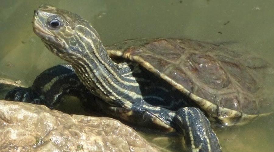 Новая опасность- Красноухие черепахи заполонили Кипр: фото 3