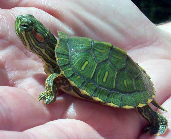 Новая опасность- Красноухие черепахи заполонили Кипр: фото 4