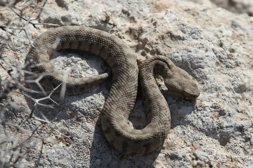 Самая опасная змея на Кипре