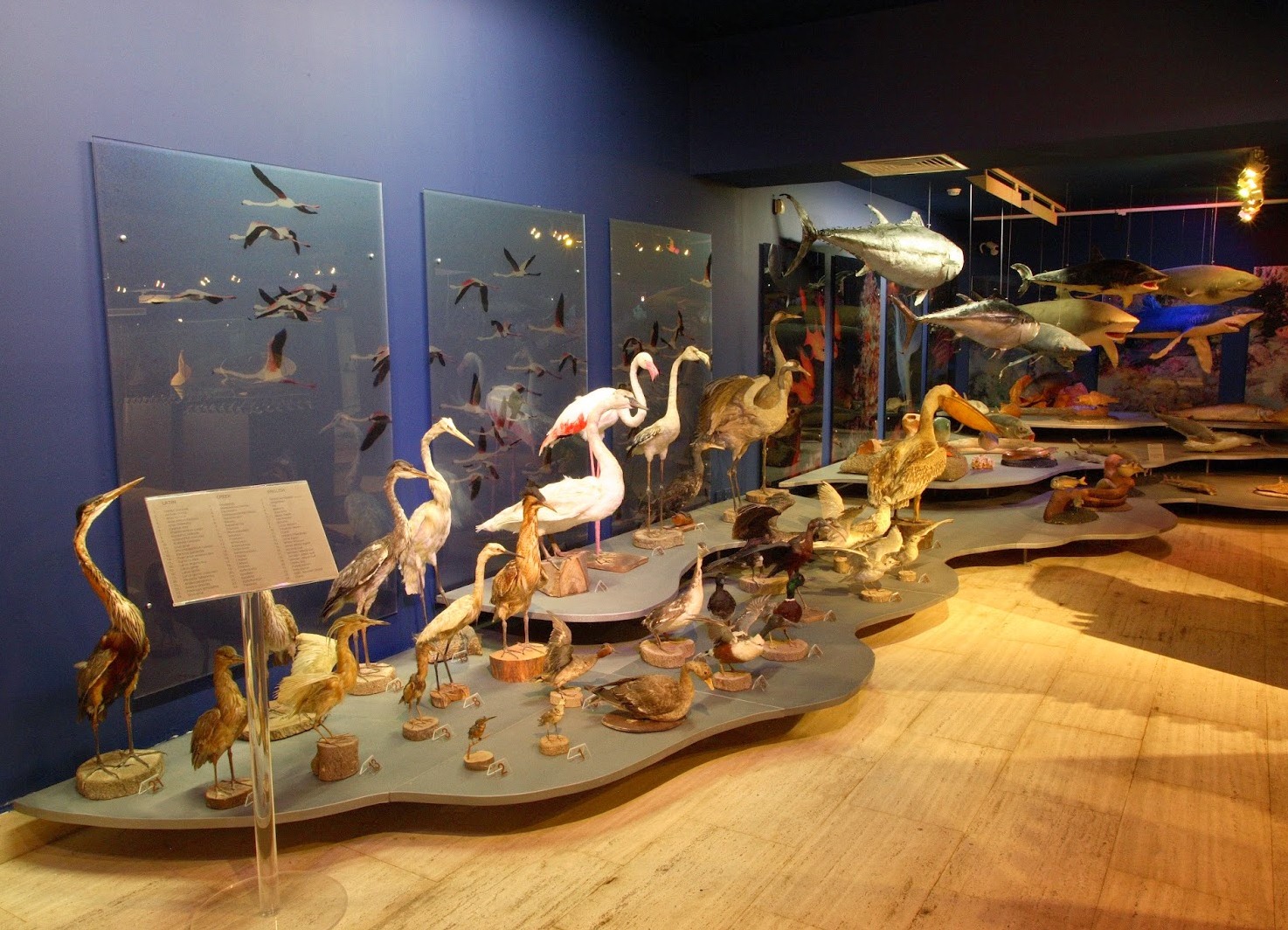 Музей моря (Thalassa museum) в Айа-Напе