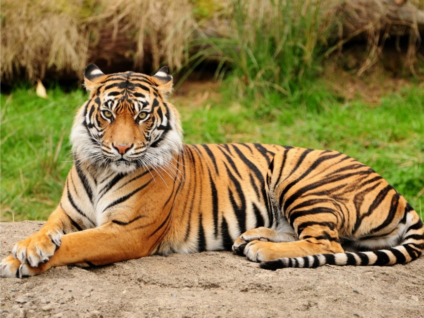 В Pafos Zoo родились два замечательных тигренка: фото 2