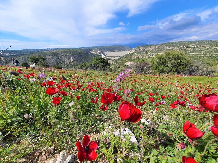 На Кипре расцвели потрясающие Анемоны: фото 9