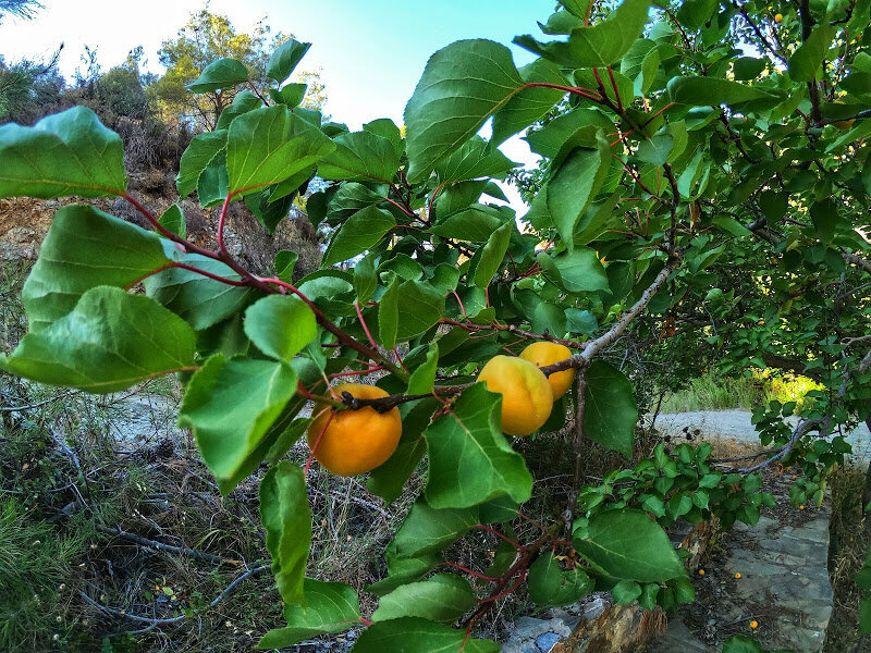 Ветка абрикосового дерева на котором растут три плода