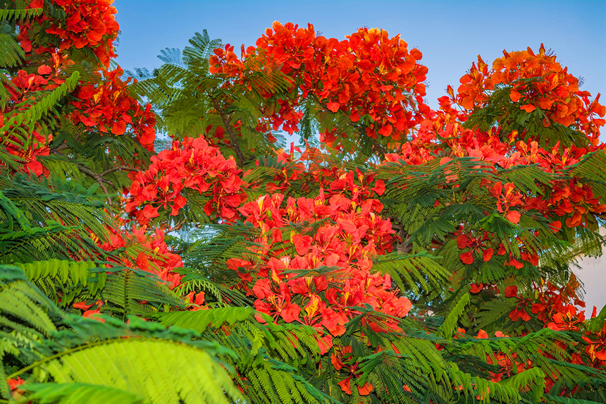Делоникс королевский — прекасное цветущее дерево на Кипре: фото 3
