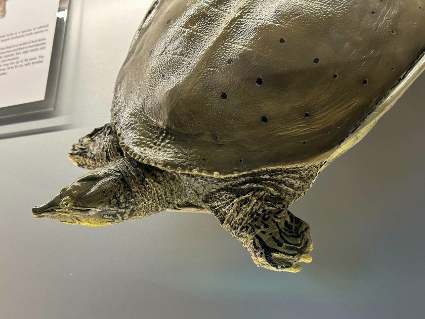 Музей черепах Иния-Лара в округе Пафос: фото 13