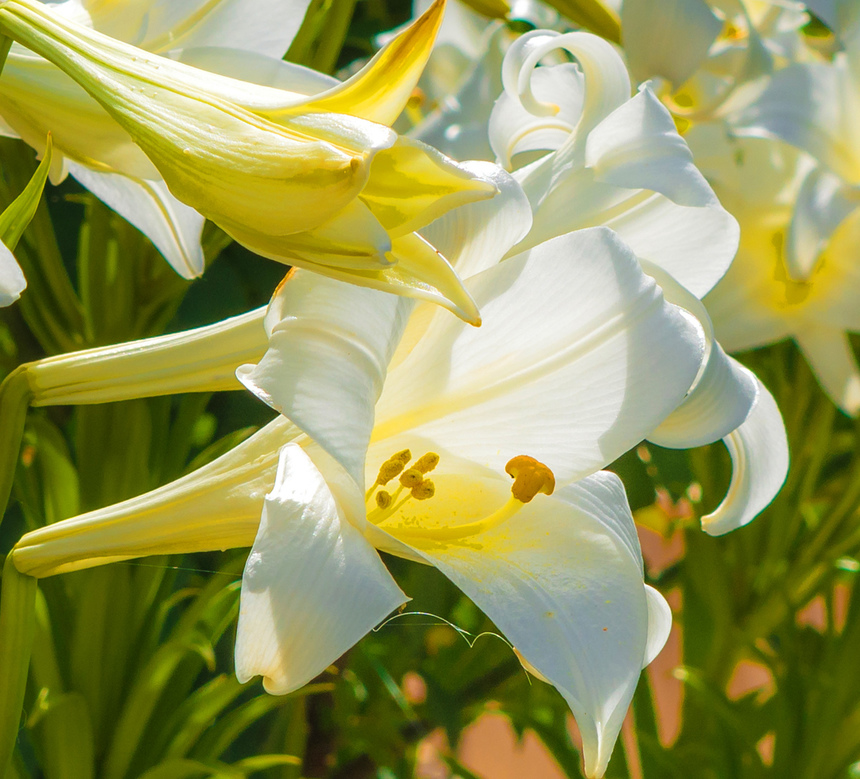 Божественная нежность: на Кипре зацвели прекрасные лилии: фото 7