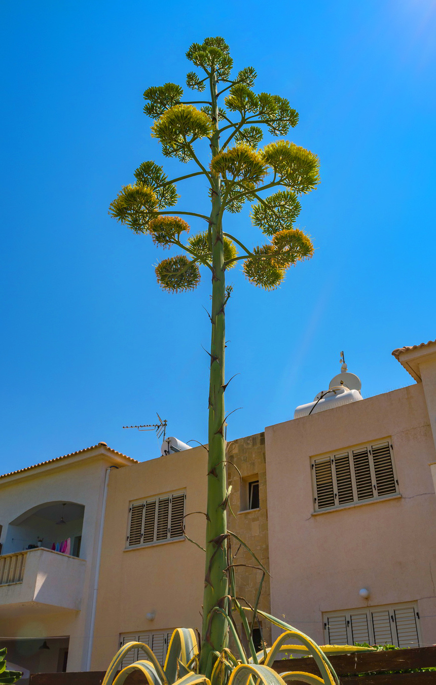 Агава — чрезвычайно полезное и уникальное кипрское растение: фото 37