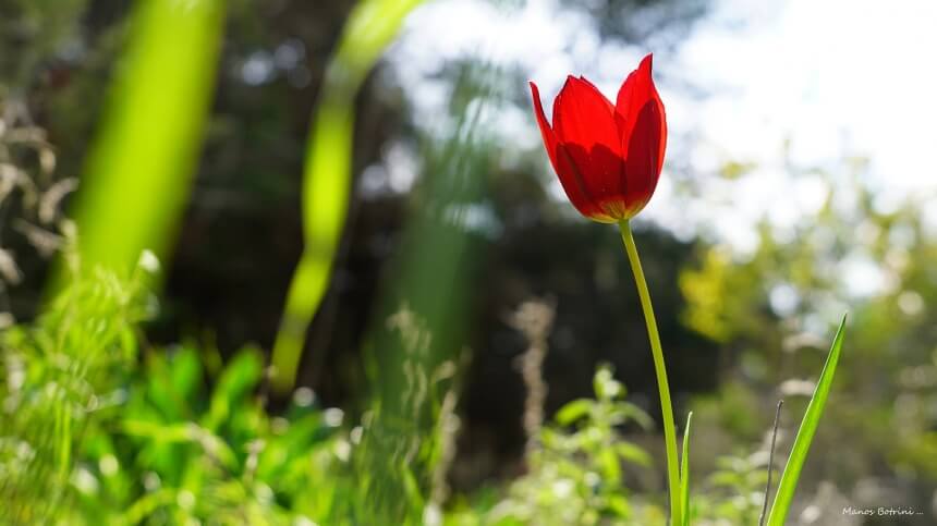 В Акамасе расцвели редкие тюльпаны Tulipa akamasica (Фото): фото 11