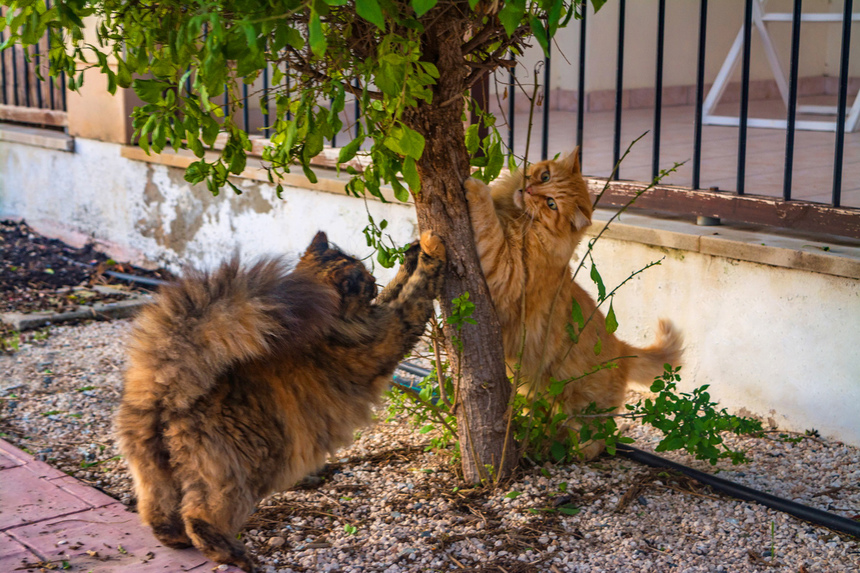 Пушистое чудо: кипрские кошки, которые не оставят равнодушным абсолютно никого!: фото 53